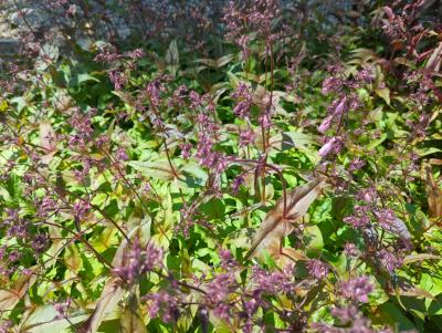 Bild von /bilder/bluehapp/thumb/pendpg_Penstemon_digitalis___Precious_Gem___P-5421960001_T-k_Y-22_K-22_71559_aktiv_.jpg