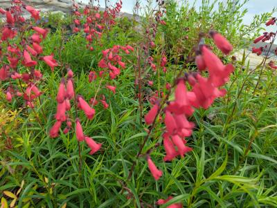 Bild von /bilder/bluehapp/thumb/penhsc_Penstemon_x_cult____Schoenholzeri_____P-5424510001_T-b_Y-24_K-23_67139_aktiv_.jpg
