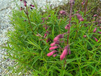 Bild von Penstemon x-cult. Schoenholzeri