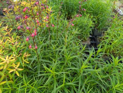 Bild von /bilder/bluehapp/thumb/penhsc_Penstemon_x_cult____Schoenholzeri_____P-5424510001_T-k_Y-24_K-21_44789_aktiv_.jpg