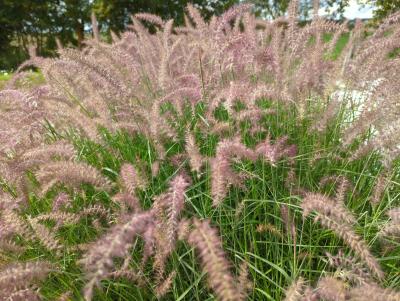 Bild von /bilder/bluehapp/thumb/penokr_Pennisetum_orientale___Karley_Rose_S__P-8062050001_T-b_Y-22_K-36_37278_aktiv_.jpg