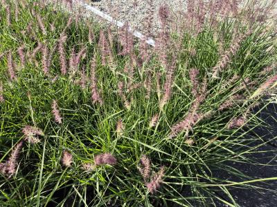 Bild von /bilder/bluehapp/thumb/penokr_Pennisetum_orientale___Karley_Rose_S__P-8062050001_T-b_Y-25_K-25_49707.jpg