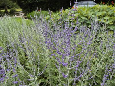 Bild von /bilder/bluehapp/thumb/perabs_Perovskia_atriplicifolia___Blue_Spir_P-5431502001_T-b_Y-25_K-29_54440.jpg