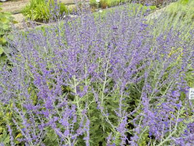 Bild von /bilder/bluehapp/thumb/perabs_Perovskia_atriplicifolia___Blue_Spir_P-5431502001_T-b_Y-25_K-30_57786.jpg