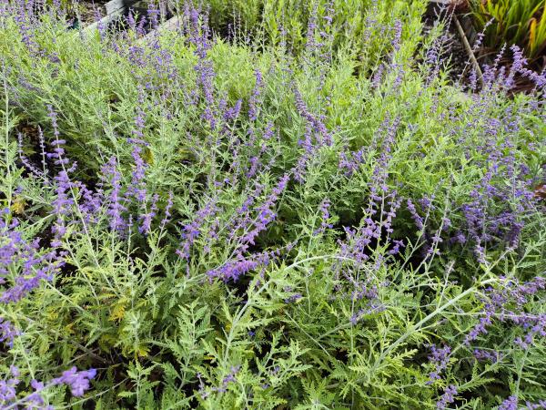 Bild von /bilder/bluehapp/thumb/perabs_Perovskia_atriplicifolia___Blue_Spir_P-5431502001_T-b_Y-26_K-36_13249.jpg