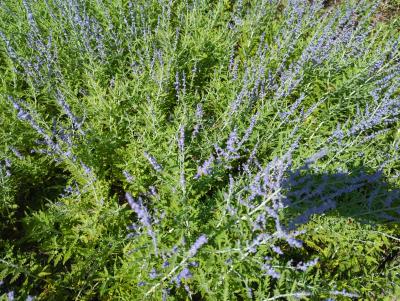 Bild von /bilder/bluehapp/thumb/peralb_Perovskia_atriplicifolia___Lacey_Blu_P-5431510001_T-b_Y-22_K-30_20773_aktiv_.jpg