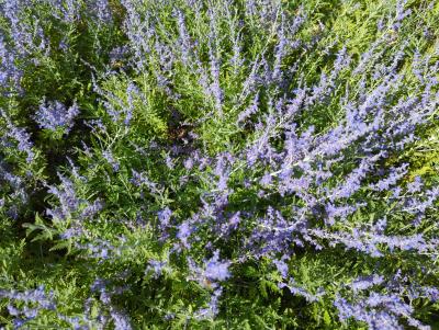Bild von /bilder/bluehapp/thumb/peralb_Perovskia_atriplicifolia___Lacey_Blu_P-5431510001_T-b_Y-22_K-32_19276_aktiv_.jpg