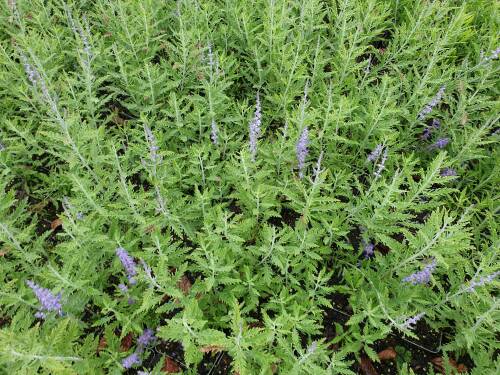 Bild von Perovskia atriplicifolia Lacey Blue