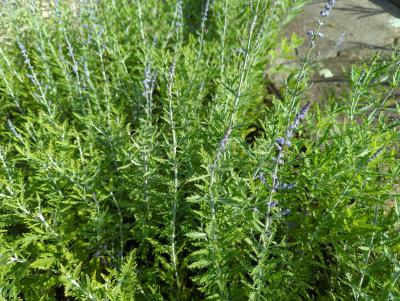 Bild von /bilder/bluehapp/thumb/peralb_Perovskia_atriplicifolia___Lacey_Blu_P-5431510001_T-k_Y-22_K-28_78486_aktiv_.jpg