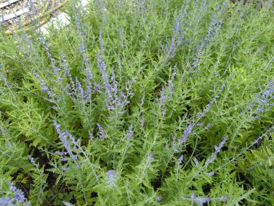 Bild von /bilder/bluehapp/thumb/peralb_Perovskia_atriplicifolia___Lacey_Blu_P-5431510001_T-k_Y-22_K-29_70586_aktiv_.jpg