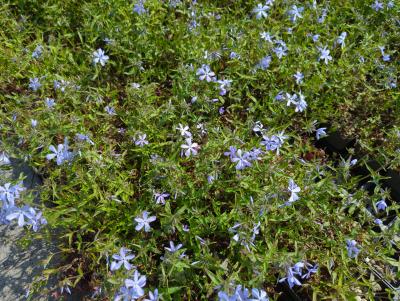 Bild von /bilder/bluehapp/thumb/phldcop_Phlox_divaricata___Clouds_of_Perfume___P-5482520001_T-b_Y-23_K-18_76391_aktiv_.jpg