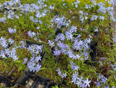 Bild von /bilder/bluehapp/thumb/phldcop_Phlox_divaricata___Clouds_of_Perfume___P-5482520001_T-b_Y-24_K-18_27777_aktiv_.jpg