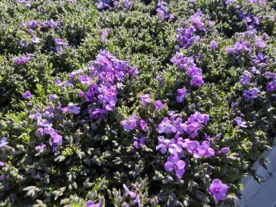 Bild von /bilder/bluehapp/thumb/phldev_Phlox_douglasii___Eva___P-5483019001_T-b_Y-26_K-18_44624.jpg