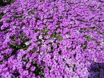 Bild von /bilder/bluehapp/thumb/phldev_Phlox_douglasii___Eva___P-5483019001_T-b_Y-26_K-19_94413.jpg