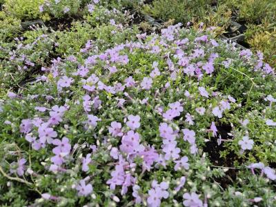 Bild von /bilder/bluehapp/thumb/phldla_Phlox_douglasii___Lachsjuwel___P-5483021001_T-b_Y-25_K-17_71059.jpg