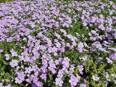 Bild von /bilder/bluehapp/thumb/phldla_Phlox_douglasii___Lachsjuwel___P-5483021001_T-b_Y-25_K-18_54803.jpg