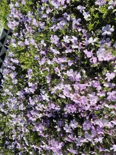 Bild von /bilder/bluehapp/thumb/phldla_Phlox_douglasii___Lachsjuwel___P-5483021001_T-b_Y-26_K-18_38809.jpg