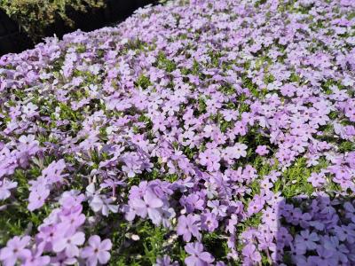 Bild von /bilder/bluehapp/thumb/phldla_Phlox_douglasii___Lachsjuwel___P-5483021001_T-b_Y-26_K-19_74391.jpg