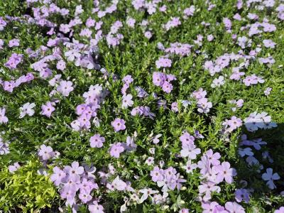Bild von /bilder/bluehapp/thumb/phldlc_Phlox_douglasiil___Lilac_Cloud___P-5483022001_T-b_Y-25_K-18_58424.jpg