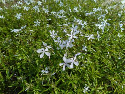 Bild von /bilder/bluehapp/thumb/phldmb_Phlox_divaricata___May_Breeze___P-5482550001_T-b_Y-23_K-18_19620_aktiv_.jpg