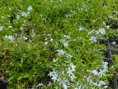 Bild von /bilder/bluehapp/thumb/phldmb_Phlox_divaricata___May_Breeze___P-5482550001_T-k_Y-24_K-18_73339_aktiv_.jpg