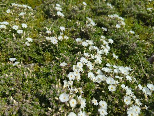 Bild von /bilder/bluehapp/thumb/phldwa_Phlox_douglasii___White_Admiral___P-5483040001_T-k_Y-22_K-17_83679_aktiv_.jpg