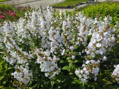 Bild von /bilder/bluehapp/thumb/phlmde_Phlox_maculata___Delta___P-5483511001_T-b_Y-23_K-27_50192_aktiv_.jpg