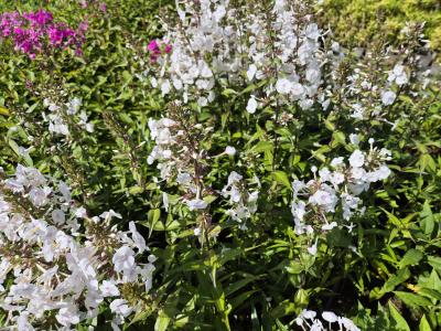Bild von /bilder/bluehapp/thumb/phlmom_Phlox_maculata___Omega___P-5483515001_T-b_Y-25_K-36_91387.jpg