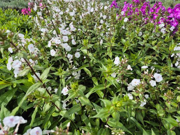 Bild von /bilder/bluehapp/thumb/phlmom_Phlox_maculata___Omega___P-5483515001_T-b_Y-26_K-37_54054.jpg
