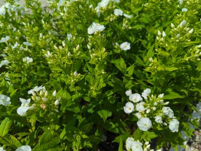 Bild von Phlox paniculata Danielle