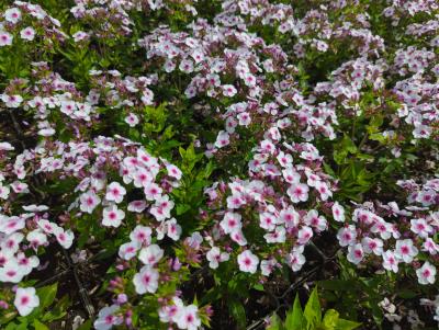 Bild von /bilder/bluehapp/thumb/phlpebp_Phlox_paniculata___Early_Blush_Pop___P-5484522001_T-b_Y-24_K-27_53218_aktiv_.jpg