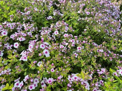 Bild von /bilder/bluehapp/thumb/phlpebp_Phlox_paniculata___Early_Blush_Pop___P-5484522001_T-b_Y-25_K-26_44349.jpg