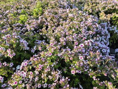 Bild von /bilder/bluehapp/thumb/phlpebp_Phlox_paniculata___Early_Blush_Pop___P-5484522001_T-b_Y-25_K-27_23841.jpg