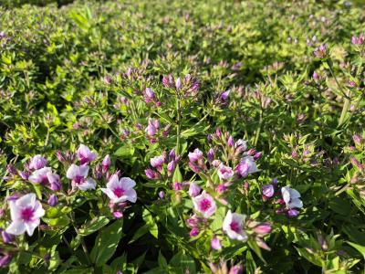 Bild von /bilder/bluehapp/thumb/phlpebp_Phlox_paniculata___Early_Blush_Pop___P-5484522001_T-k_Y-25_K-25_51729.jpg