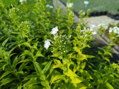 Bild von Phlox paniculata Fujiyama