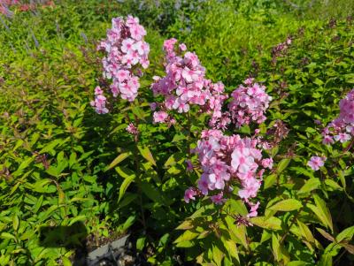 Bild von /bilder/bluehapp/thumb/phlpla_Phlox_paniculata___Landhochzeit___P-5484550001_T-b_Y-23_K-27_75628_aktiv_.jpg