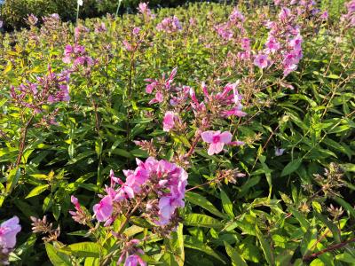 Bild von /bilder/bluehapp/thumb/phlpla_Phlox_paniculata___Landhochzeit___P-5484550001_T-b_Y-25_K-27_55394.jpg
