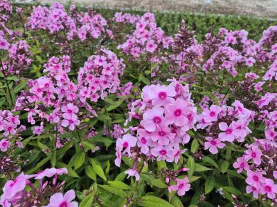 Bild von /bilder/bluehapp/thumb/phlpla_Phlox_paniculata___Landhochzeit___P-5484550001_T-b_Y-25_K-28_85849.jpg