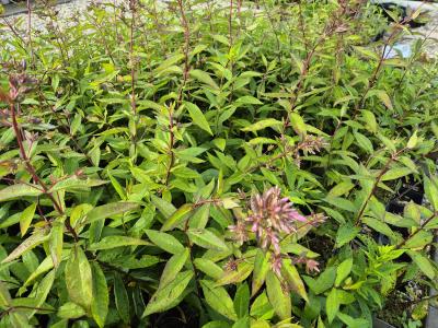 Bild von /bilder/bluehapp/thumb/phlpla_Phlox_paniculata___Landhochzeit___P-5484550001_T-k_Y-25_K-26_80327.jpg