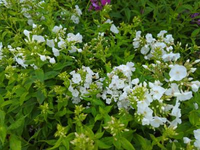 Bild von /bilder/bluehapp/thumb/phlpmc_Phlox_paniculata___Monte_Christello___P-5484561001_T-b_Y-22_K-29_11431_aktiv_.jpg