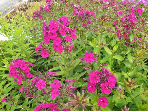 Bild von /bilder/bluehapp/thumb/phlprb_Phlox_paniculata___Raving_Beauty___P-5484580001_T-b_Y-21_K-28_58302_aktiv_.jpg