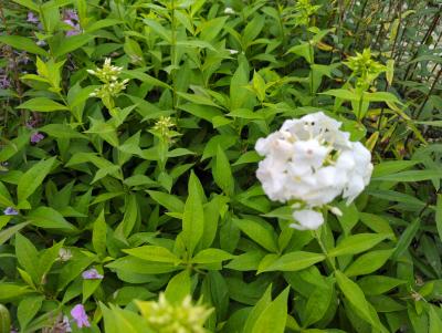 Bild von /bilder/bluehapp/thumb/phlpre_Phlox_paniculata___Rembrand___P-5484581501_T-k_Y-22_K-37_21193_aktiv_.jpg