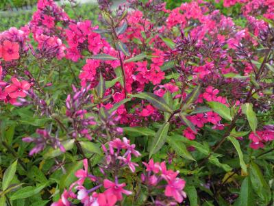 Bild von /bilder/bluehapp/thumb/phlpst_Phlox_paniculata___Starfire___P-5484593001_T-b_Y-22_K-27_20513_aktiv_.jpg