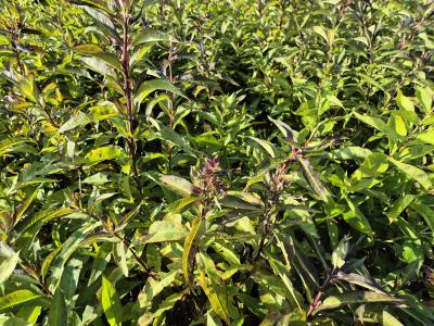 Bild von /bilder/bluehapp/thumb/phlpst_Phlox_paniculata___Starfire___P-5484593001_T-k_Y-25_K-25_30772.jpg