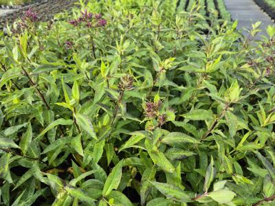 Bild von /bilder/bluehapp/thumb/phlpst_Phlox_paniculata___Starfire___P-5484593001_T-k_Y-25_K-26_21269.jpg