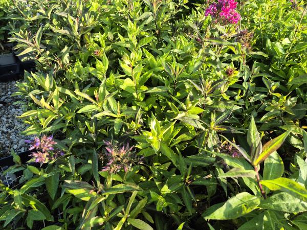 Bild von /bilder/bluehapp/thumb/phlpst_Phlox_paniculata___Starfire___P-5484593001_T-k_Y-26_K-26_66627.jpg