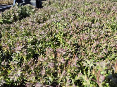 Bild von /bilder/bluehapp/thumb/phlsag_Phlox_subulata___Amazing_Grace___P-5486010001_T-k_Y-25_K-14_28387.jpg
