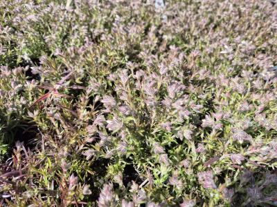 Bild von /bilder/bluehapp/thumb/phlsag_Phlox_subulata___Amazing_Grace___P-5486010001_T-k_Y-25_K-16_37830.jpg