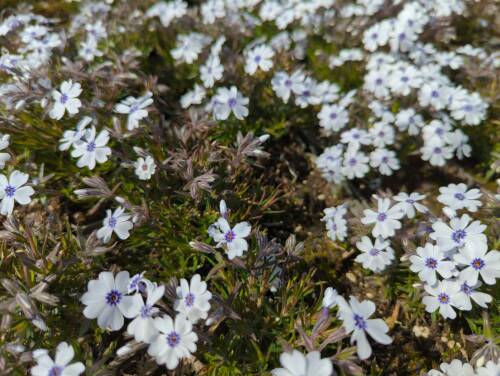 Bild von /bilder/bluehapp/thumb/phlsba_Phlox_subulata___Bavaria___P-5486017001_T-b_Y-22_K-17_12783_aktiv_.jpg