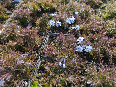 Bild von /bilder/bluehapp/thumb/phlsba_Phlox_subulata___Bavaria___P-5486017001_T-k_Y-23_K-16_85215_aktiv_.jpg